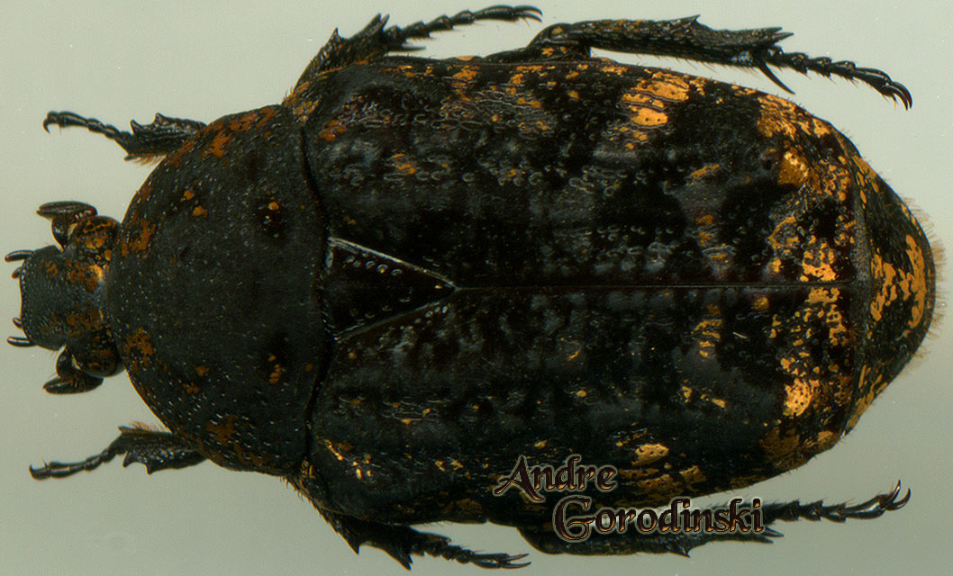 http://www.gorodinski.ru/cetoniidae/Poecilophilides eddae rongi.jpg